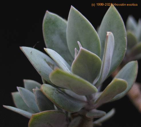 Senecio abyssinicus SIl