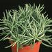 Senecio barbetonicus Himalaya-SIb
