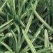 Senecio barbetonicus Himalaya-SIl
