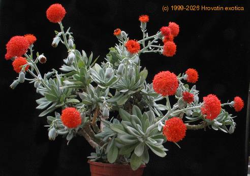 Senecio cephalophorus 4