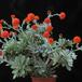 Senecio cephalophorus 5