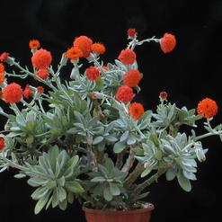 Senecio cephalophorus