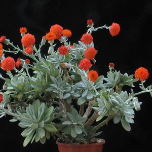 Senecio cephalophorus