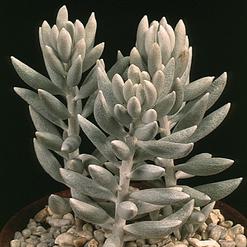 Senecio haworthii