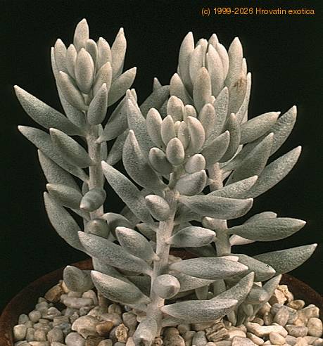 Senecio haworthii-SIb