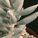 Senecio haworthii-SIl