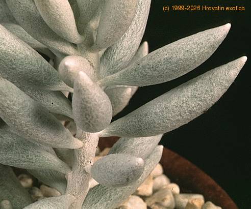 Senecio haworthii-SIl