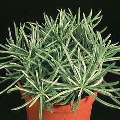 Senecio himalaya