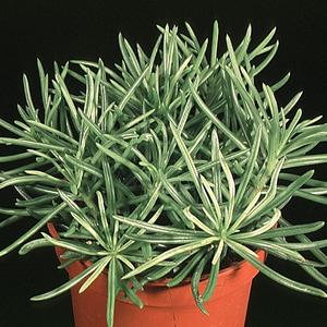 Senecio himalaya