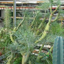 Senecio kleinia