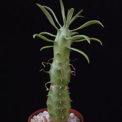 Senecio saginata