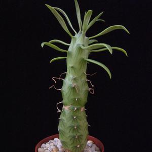Senecio saginata
