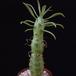 Senecio saginata-SIb