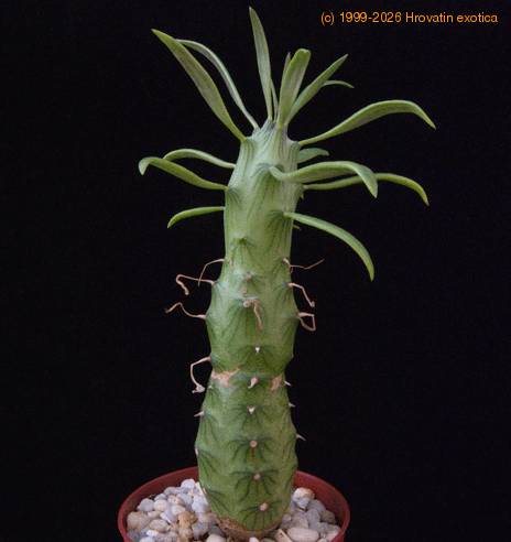 Senecio saginata-SIb