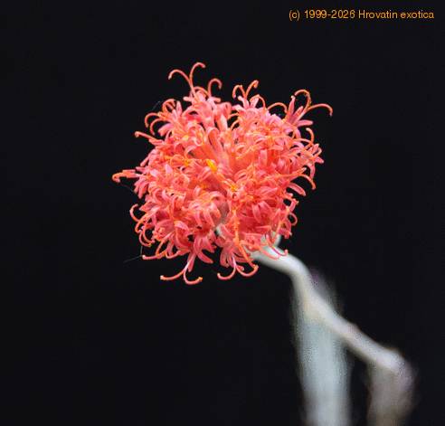 Senecio saginata-SIf