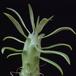 Senecio saginata-SIl