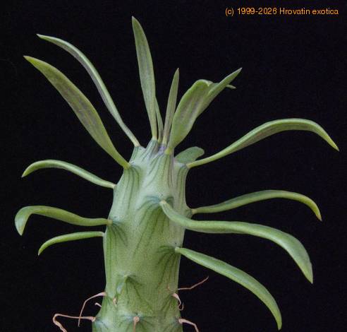 Senecio saginata-SIl