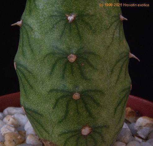 Senecio saginata-SIsp