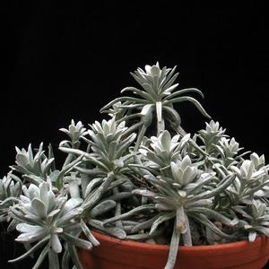 Senecio scaposus