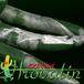 Senecio scaposus leaf 1230