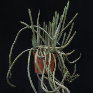 Senecio stapeliiformis