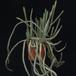 Senecio stapeliiformis-SIb