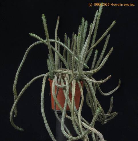 Senecio stapeliiformis-SIb