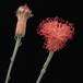 Senecio stapeliiformis-SIf