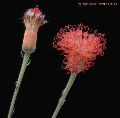 Senecio stapeliiformis-SIf