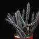 Senecio stapeliiformis-SIg