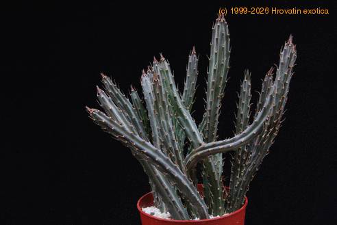 Senecio stapeliiformis-SIg