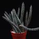 Senecio stapeliiformis-SIst