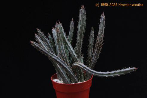 Senecio stapeliiformis-SIst