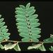 Senna meridionales 1658