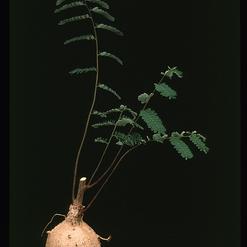 Senna meridionales