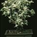 Serissa bicolor 2623