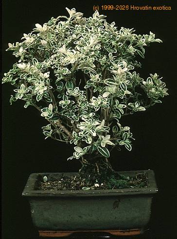 Serissa bicolor 2623