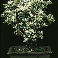 Serissa bicolor