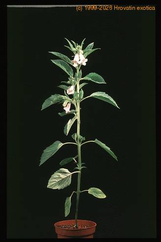 Sesamum indicum 2060