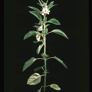 Sesamum indicum