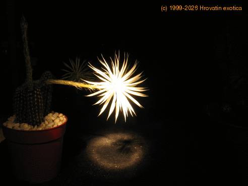 Setiechinopsis mirabilis 1