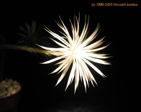 Setiechinopsis mirabilis 2
