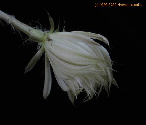 Setiechinopsis mirabilis 3