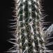 Setiechinopsis  mirabilis bodice