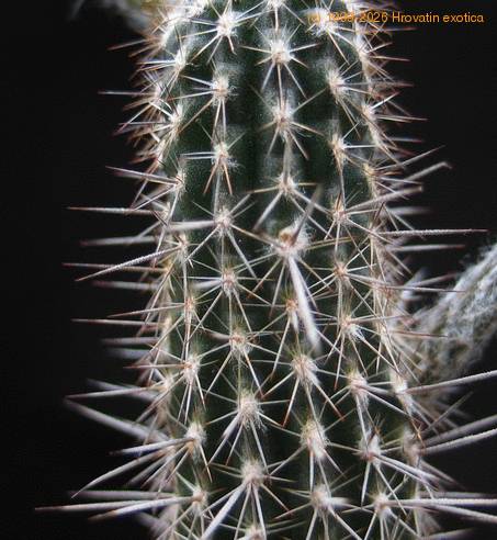 Setiechinopsis  mirabilis bodice