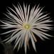 Setiechinopsis  mirabilis cvet