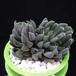 Sinocrassula yunanensis MOP