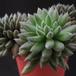 Sinocrassula yunnanensis 1