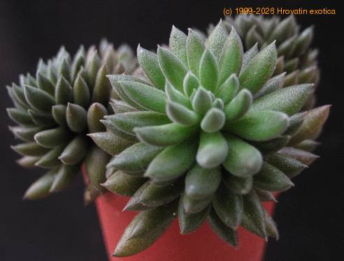 Sinocrassula yunnanensis 1