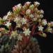 Sinocrassula yunnanensis 2